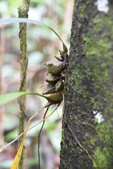 Bifrenaria aureofulva