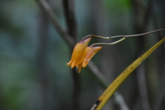 Bifrenaria aureofulva