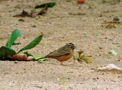 Emberiza tahapisi
