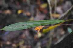 Bifrenaria aureofulva