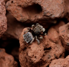 Maratus vespertilio