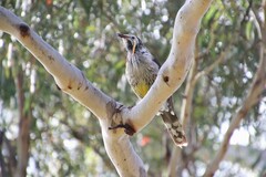 Anthochaera paradoxa