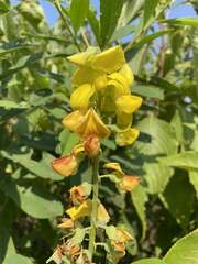Crotalaria retusa