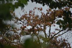 Pterocymbium oceanicum