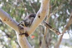 Anthochaera paradoxa