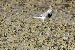 Motacilla alba alba