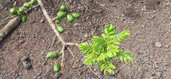 Spondias purpurea