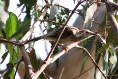 Anthochaera paradoxa