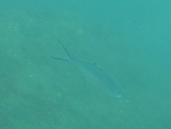 Trachinotus ovatus