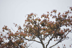 Pterocymbium oceanicum