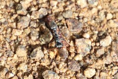 Myrmecia pilosula