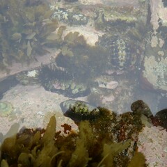 Onithochiton quercinus