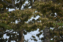 Pterocymbium oceanicum