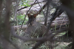 Thylogale billardierii