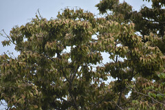 Pterocymbium oceanicum