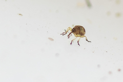 Corimalia tamarisci
