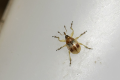 Corimalia tamarisci