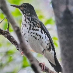 Turdus cardis