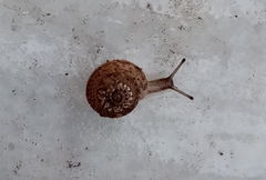 Xerotricha conspurcata