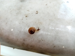 Xerotricha conspurcata