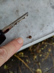 Xerotricha conspurcata