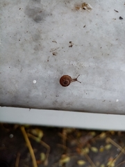 Xerotricha conspurcata