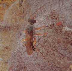 Machaerothrix salticidus