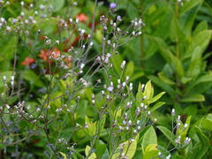 Cyanthillium cinereum