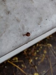 Xerotricha conspurcata