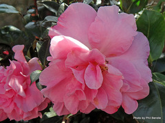 Camellia × williamsii