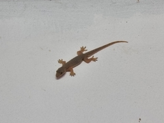 Hemidactylus platyurus