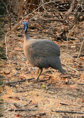 Numida meleagris coronatus
