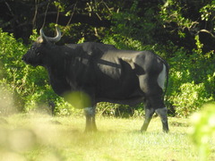 Bos javanicus javanicus