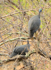 Numida meleagris coronatus
