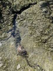 Pomacea canaliculata