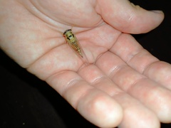 Palapsalta vitellina