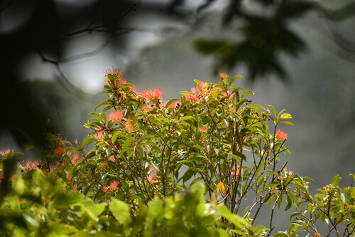 Metrosideros vitiensis observed 2022-11-30
