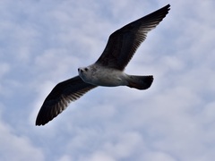 Larus michahellis