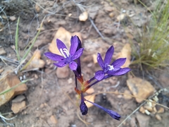 Thereianthus montanus