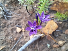 Thereianthus montanus