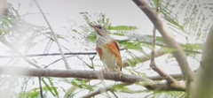 Turdus hortulorum