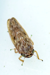 Euscelidius variegatus