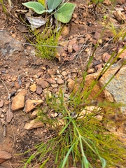 Thereianthus montanus