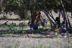 Osphranter robustus erubescens