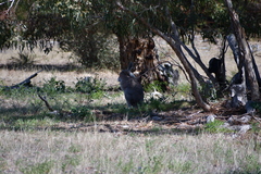 Osphranter robustus erubescens