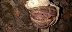 Coenobita brevimanus