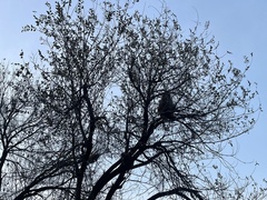 Macaca mulatta