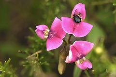 Dolichos hastiformis