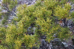 Orites acicularis
