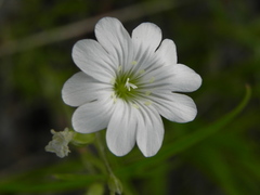 Cerastium arvense